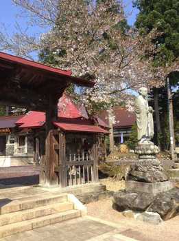 神社桜２.jpg